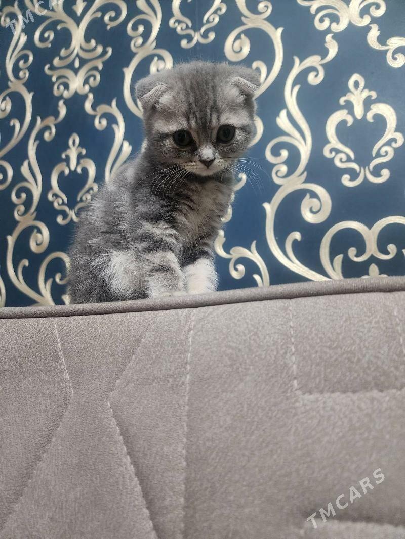 Вислоухие девочки - Aşgabat - img 3