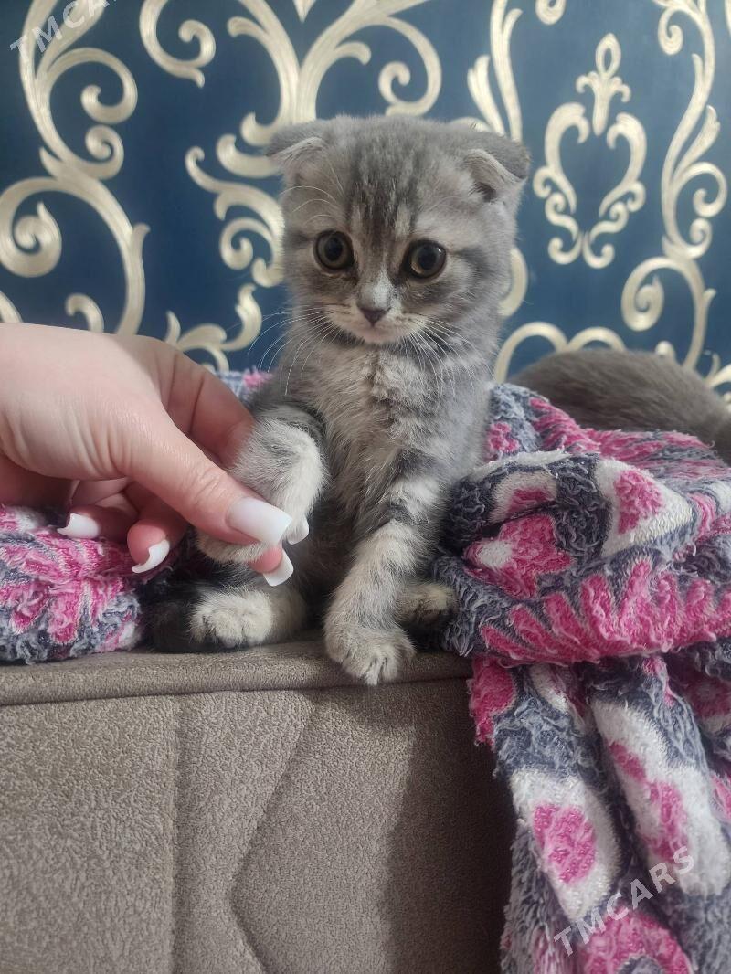 Вислоухие девочки - Aşgabat - img 9