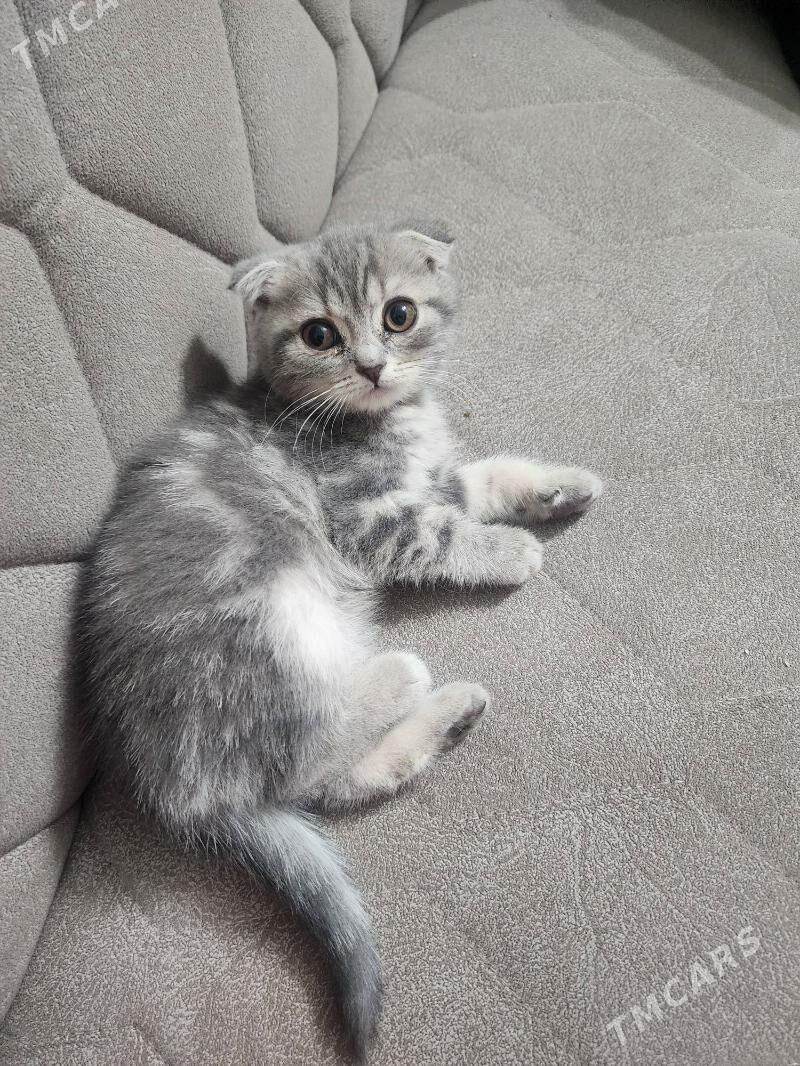 Вислоухие девочки - Aşgabat - img 2