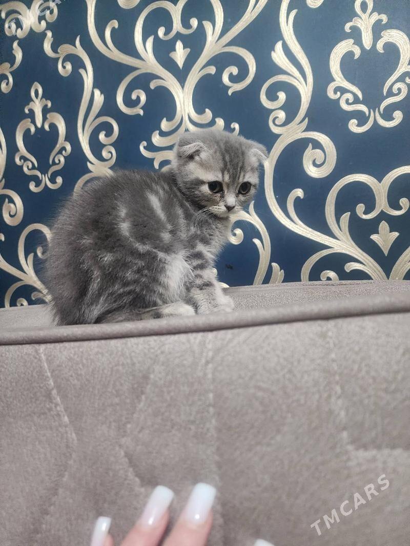 Вислоухие девочки - Aşgabat - img 4