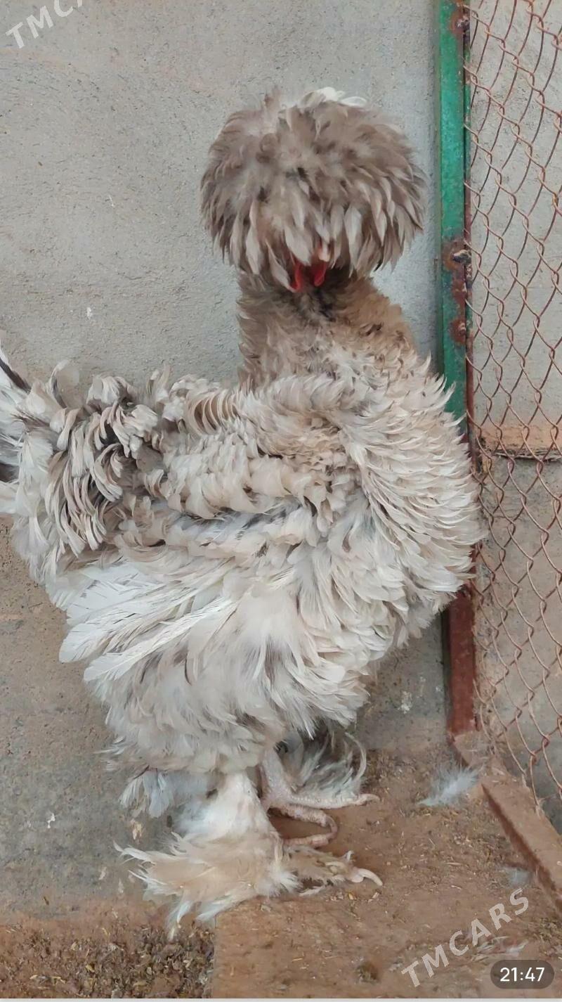 Towuk - Gökdepe - img 7