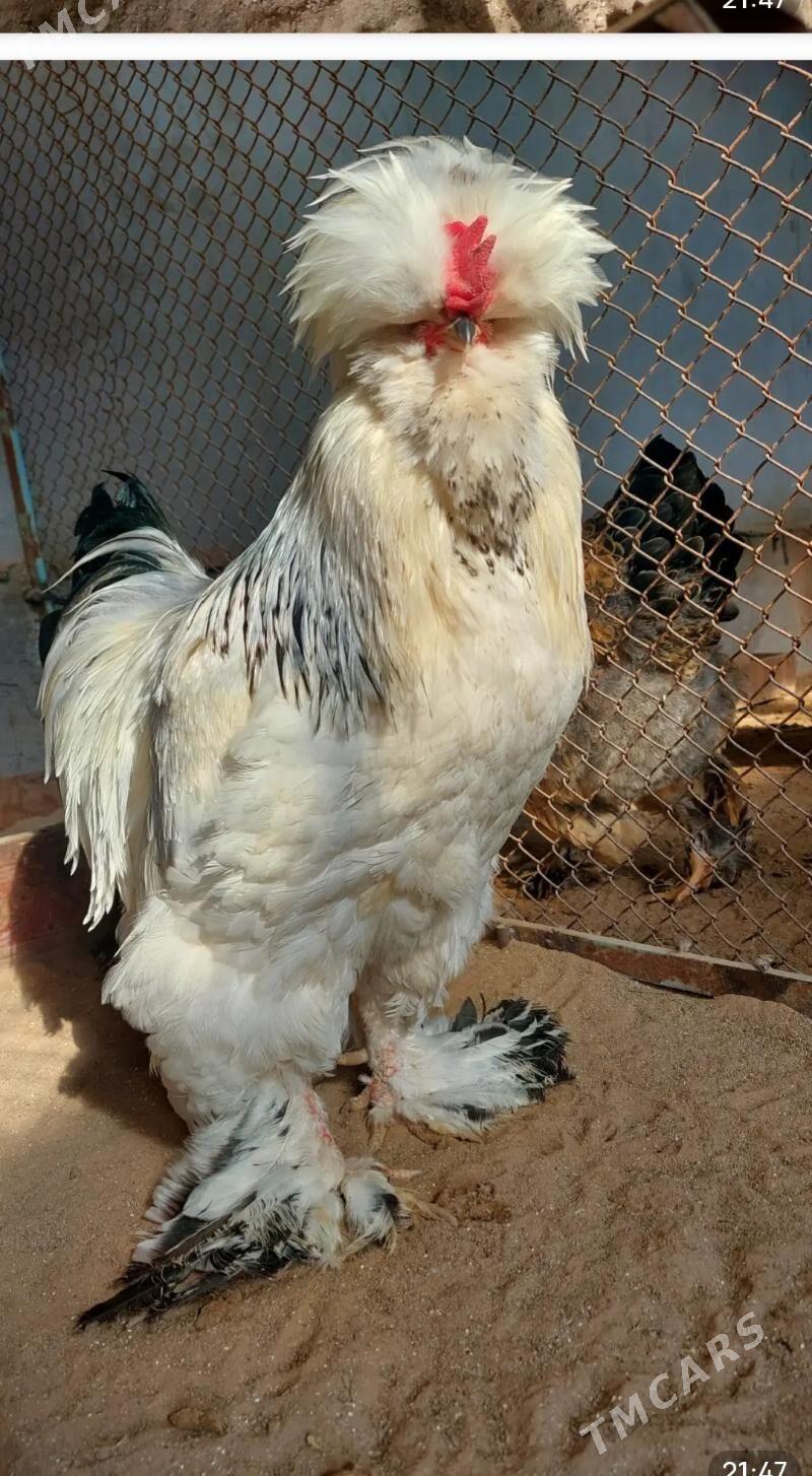 Towuk - Gökdepe - img 5