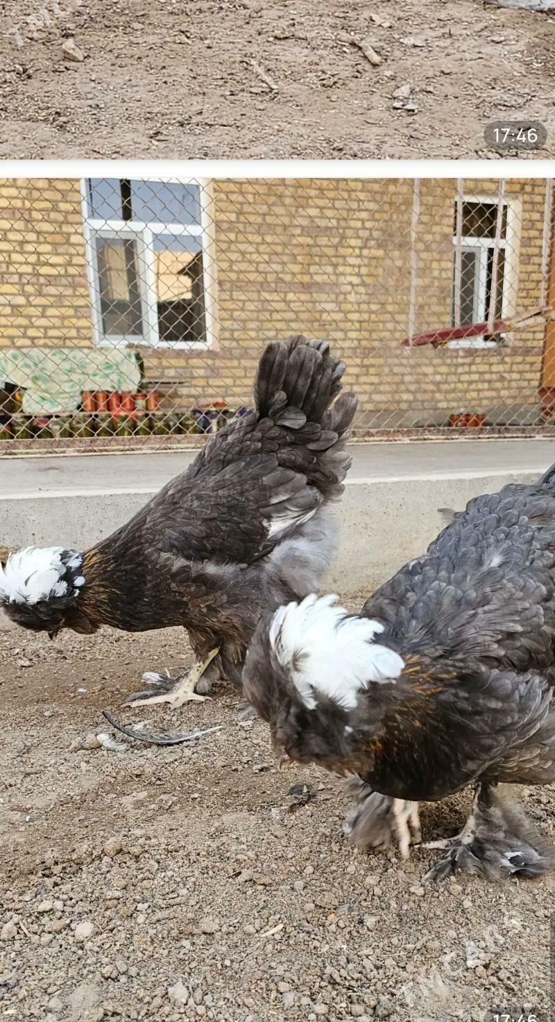 Towuk - Gökdepe - img 9