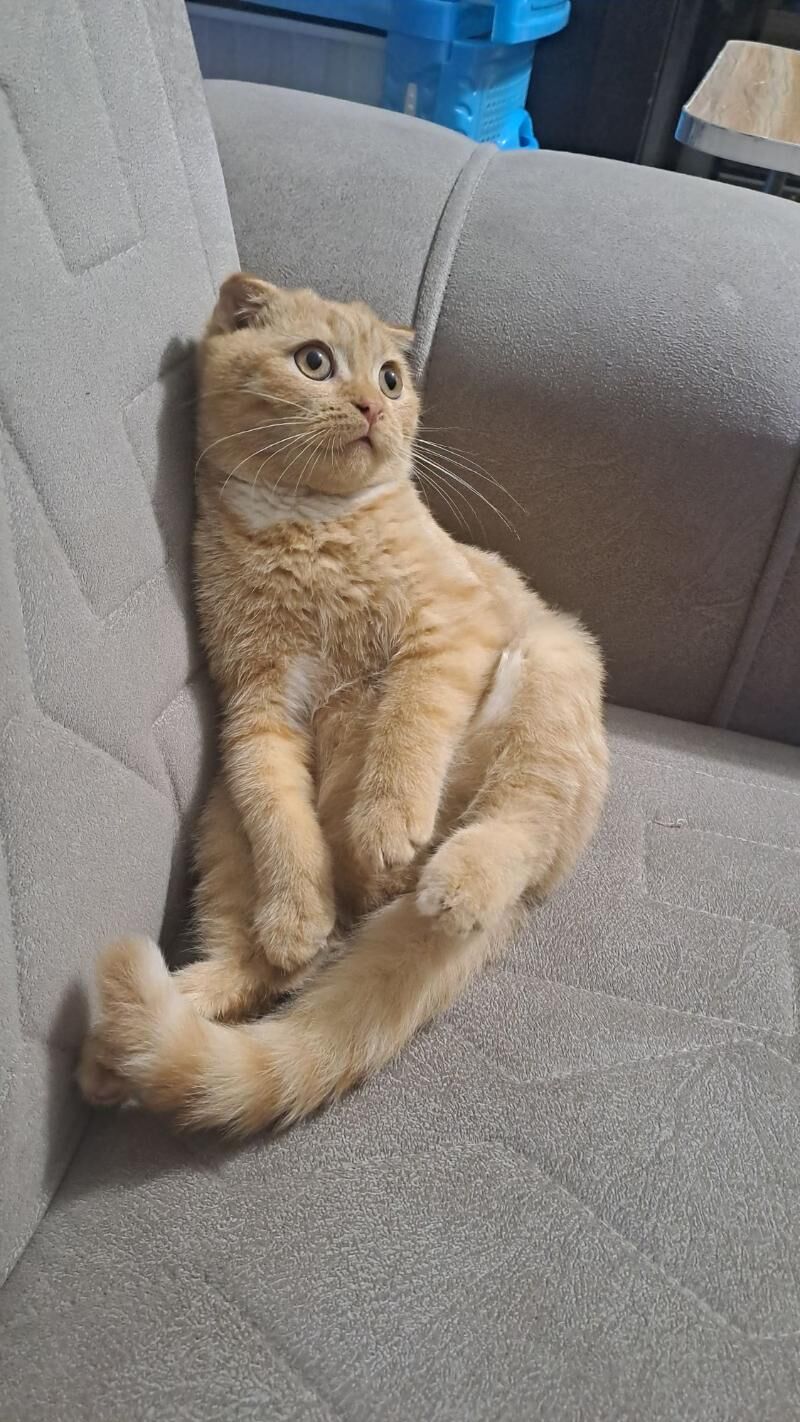 Шотландские котята - Ашхабад - img 4