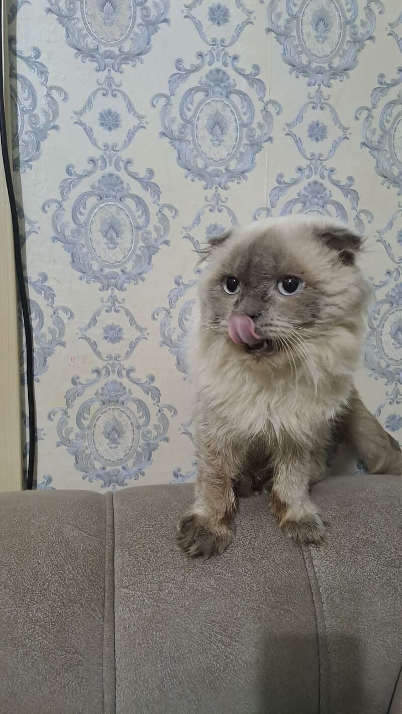 Шотландские котята - Aşgabat - img 5