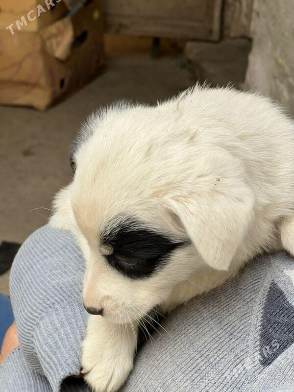 Кутята -звоночки - Туркменабат - img 6