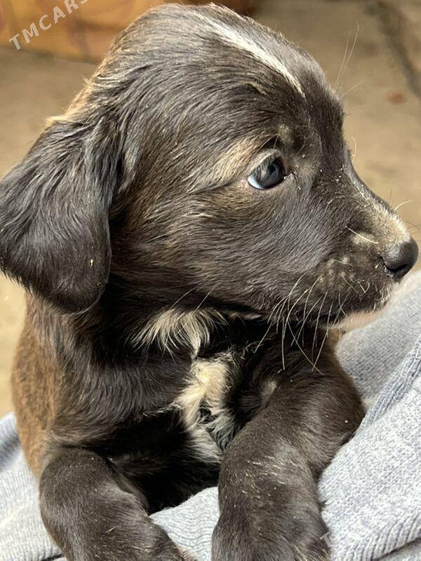 Кутята -звоночки - Туркменабат - img 4