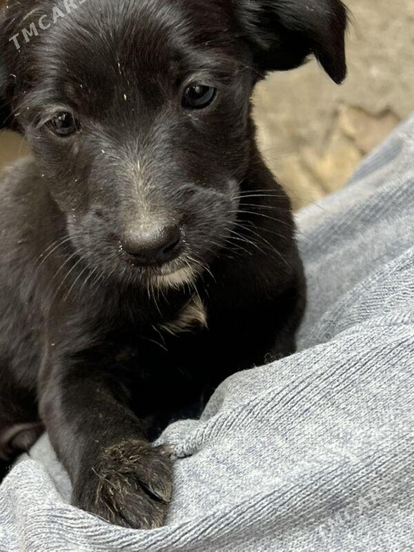 Кутята -звоночки - Туркменабат - img 3