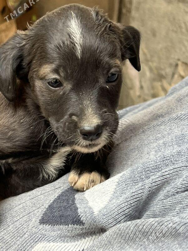 Кутята -звоночки - Туркменабат - img 5