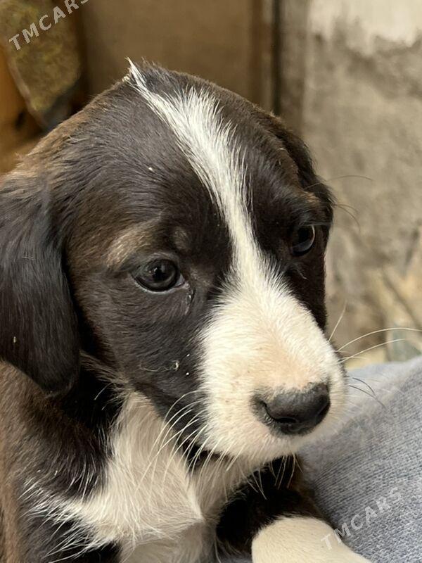 Кутята -звоночки - Туркменабат - img 2