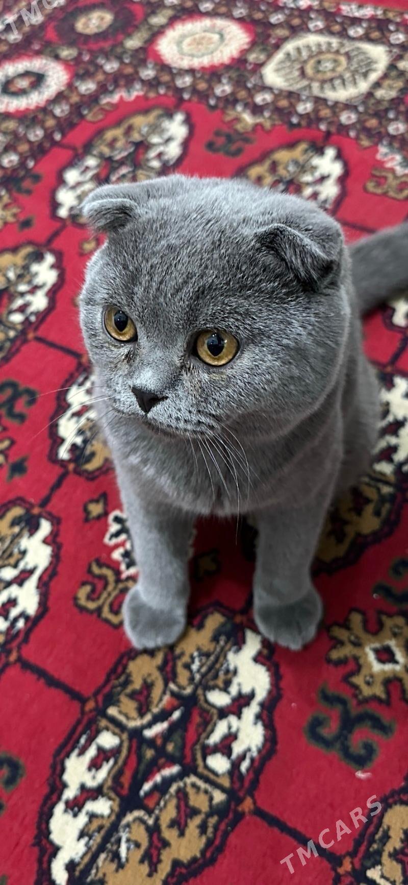 pisik sotlanski vislouhi - Aşgabat - img 2