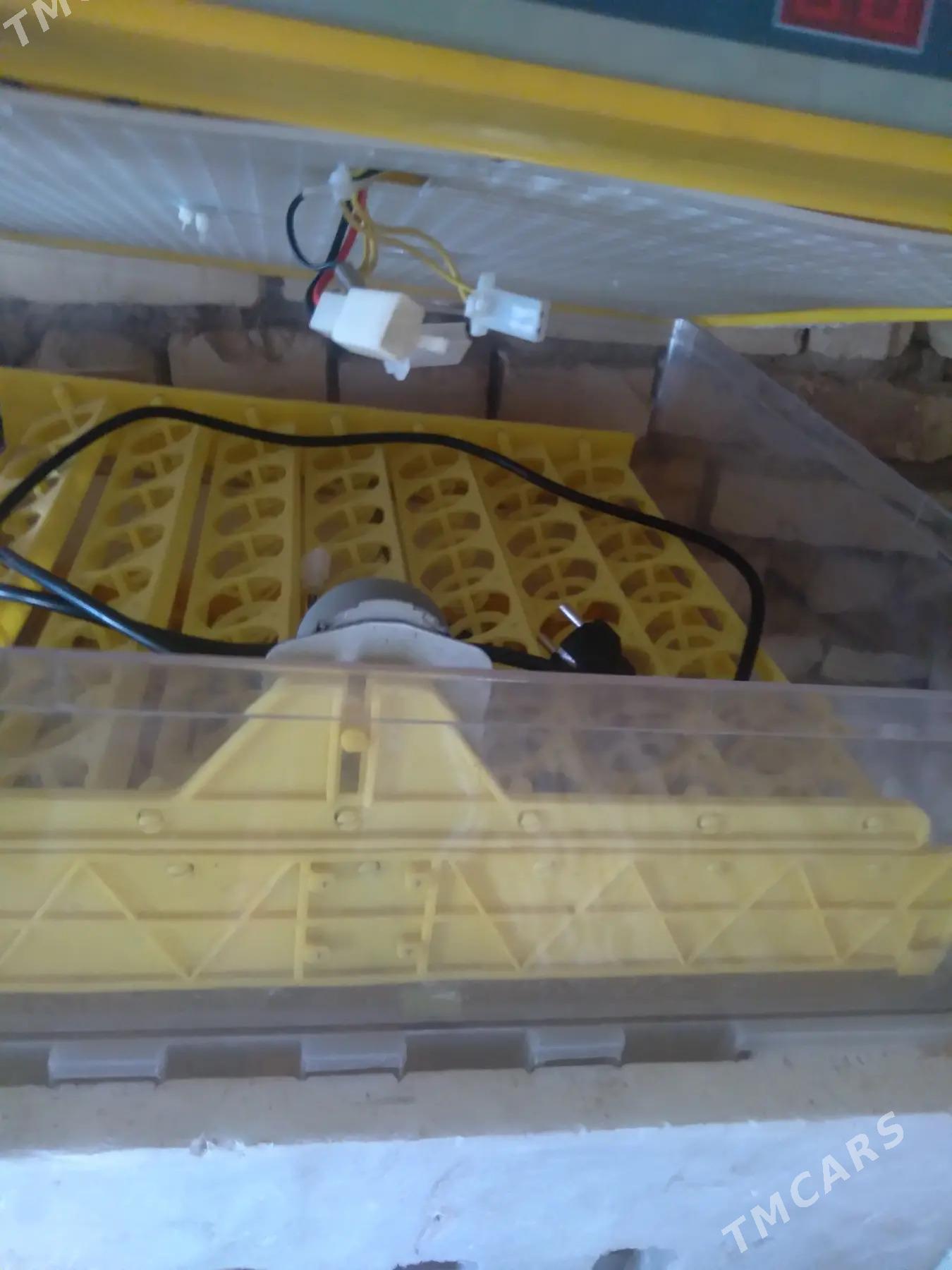 Инкубатор турецкий - Mary - img 3