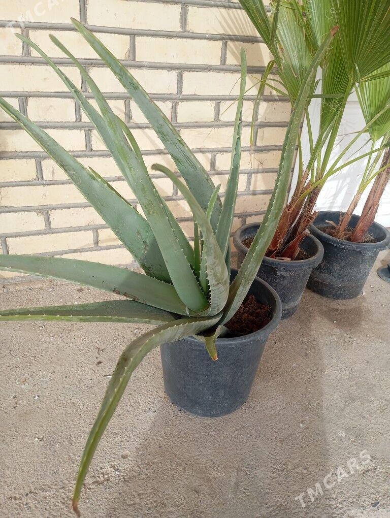 ой гуллер - Мургап - img 1