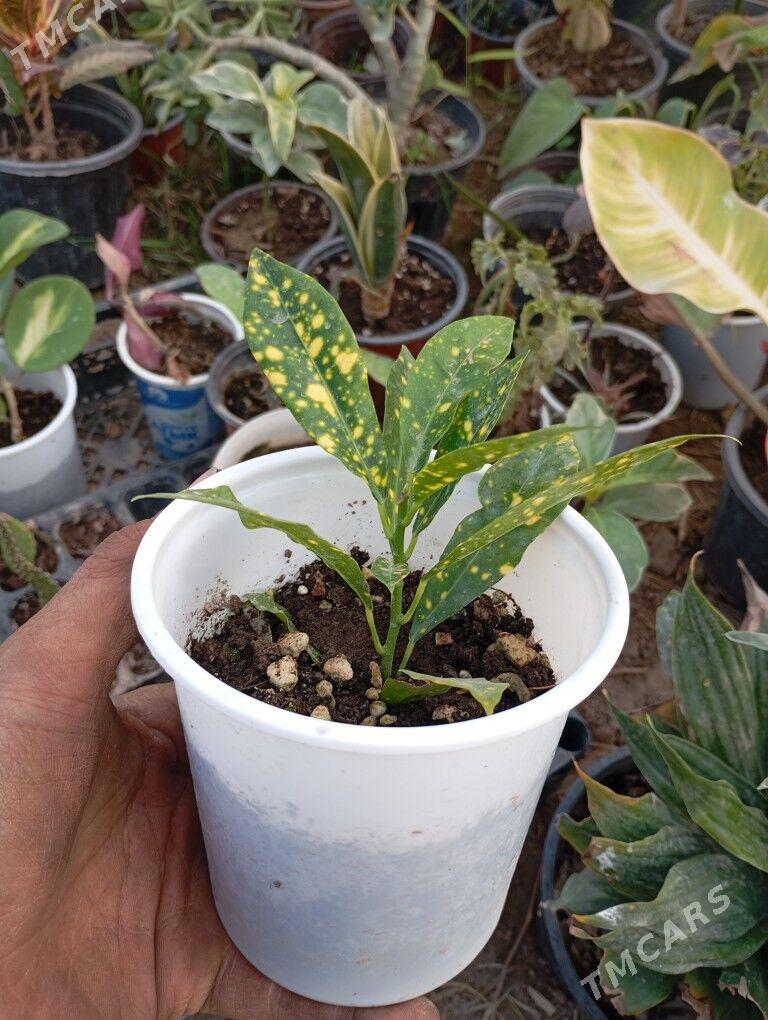 ой гуллер - Мургап - img 2