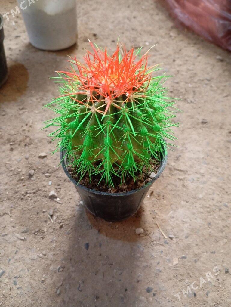 ой гуллер - Мургап - img 6