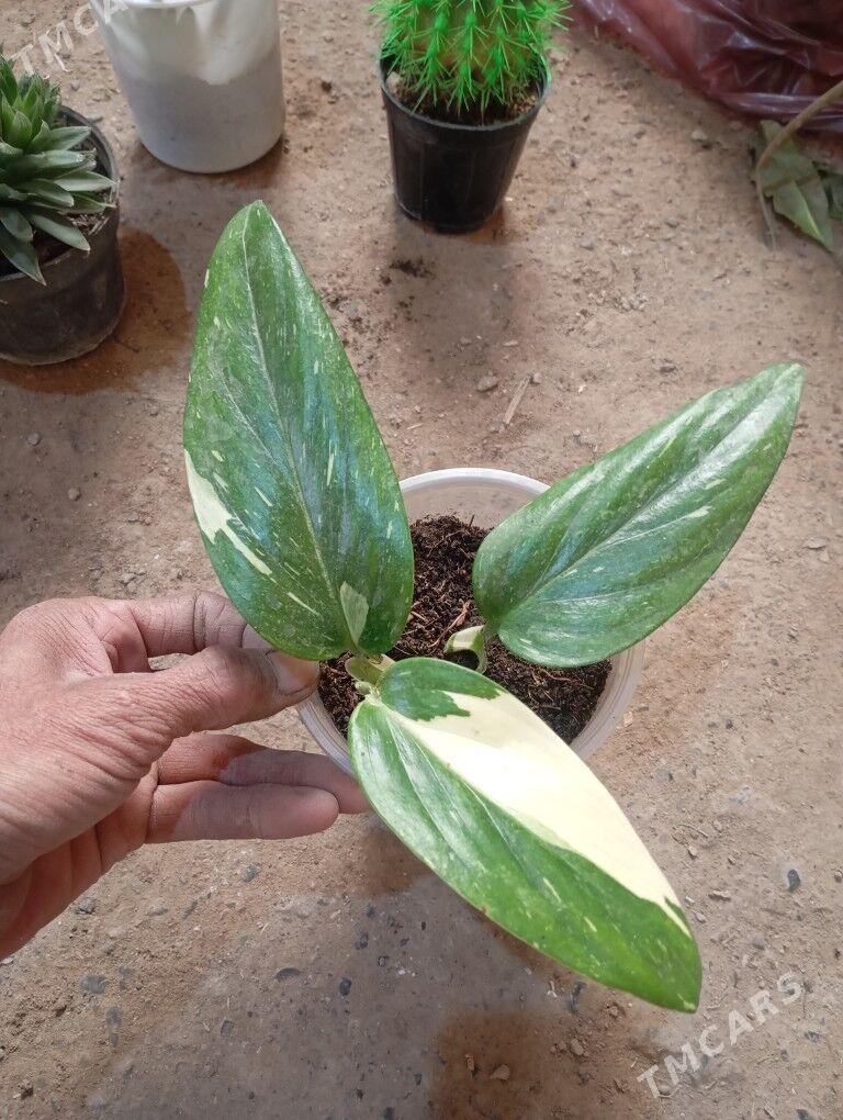 ой гуллер - Мургап - img 5