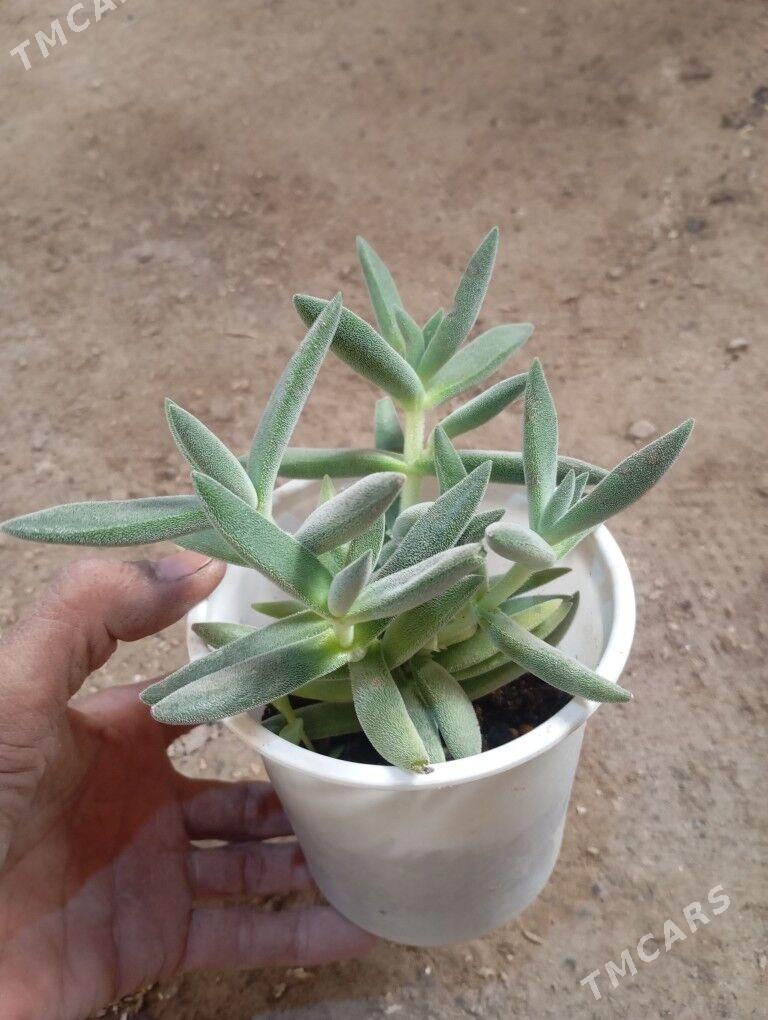 ой гуллер - Мургап - img 7