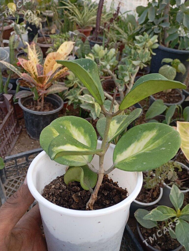 ой гуллер - Мургап - img 3