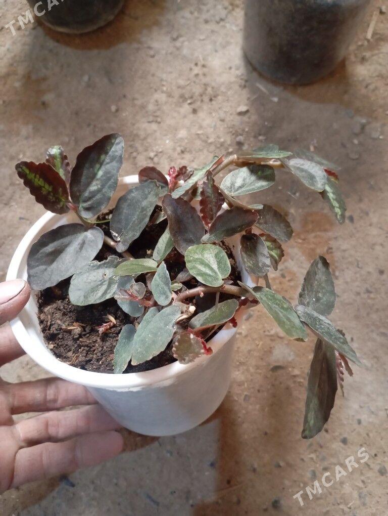 ой гуллер - Мургап - img 4