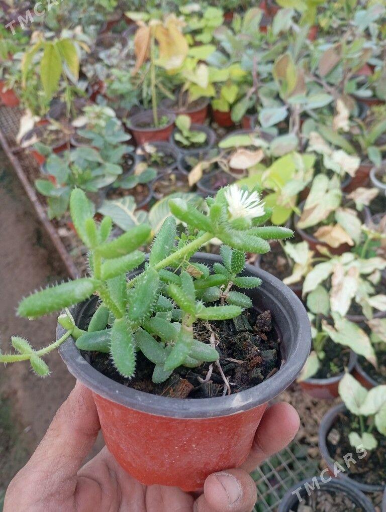 ой гуллер - Мургап - img 8