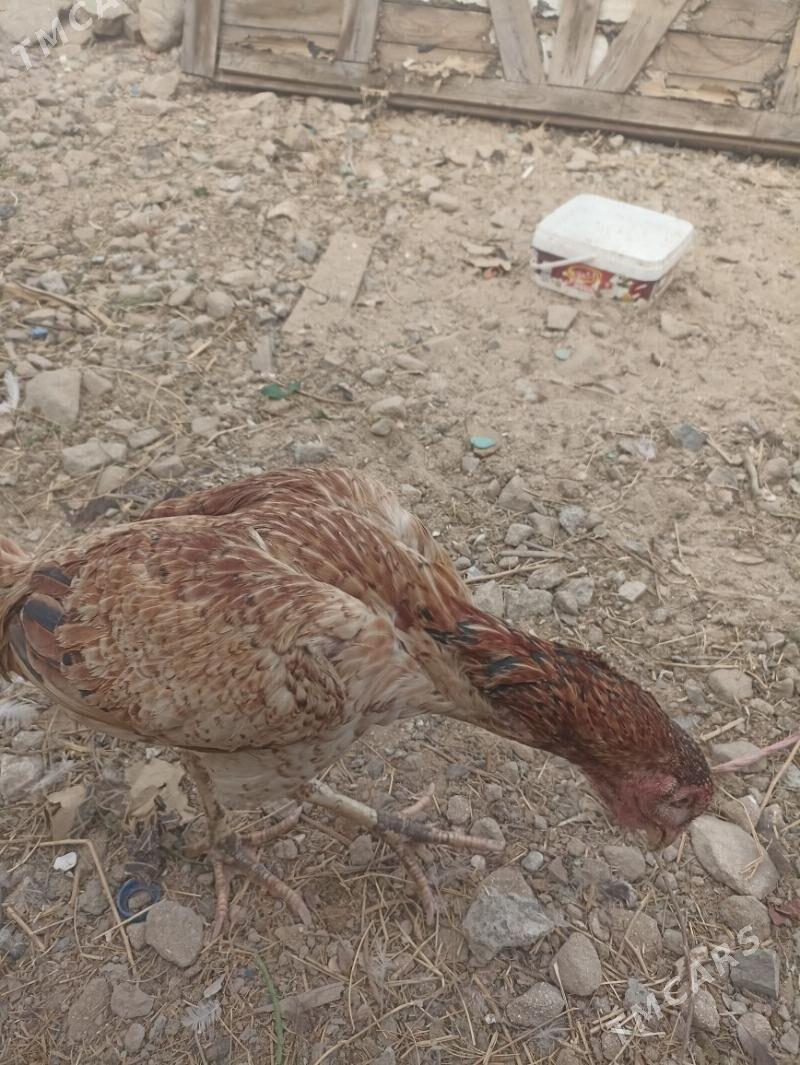 Ташкент товук - Туркменбаши - img 2