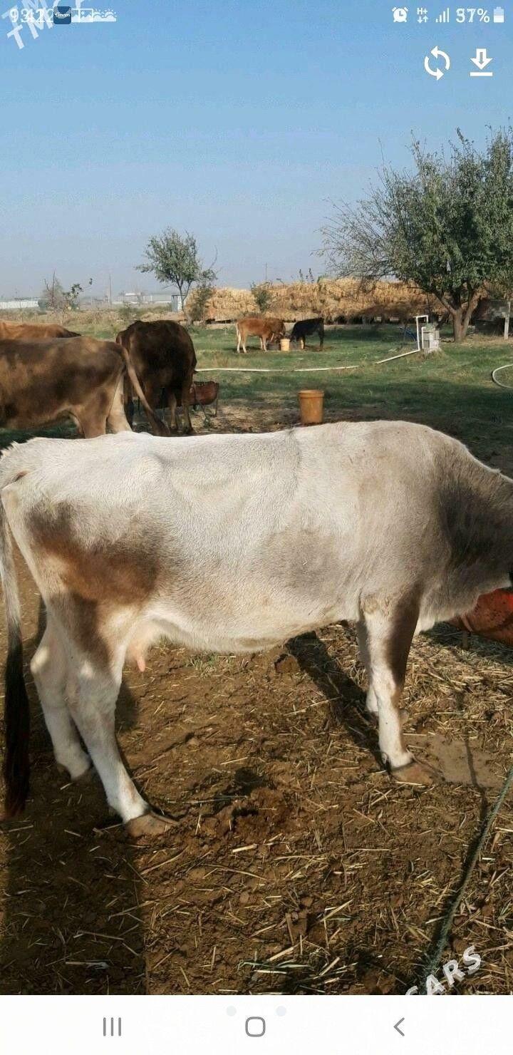 гысыр сыгыр - Анев - img 3