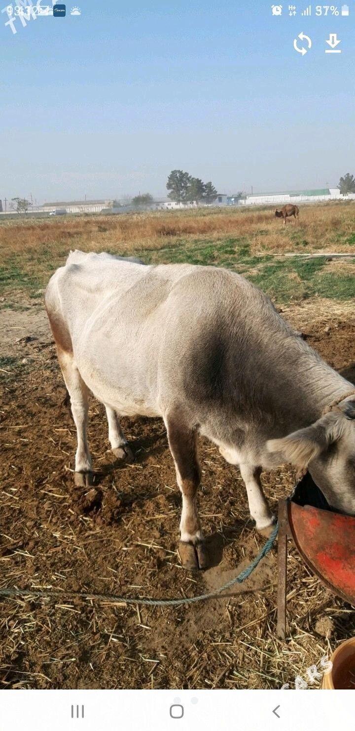 гысыр сыгыр - Анев - img 2