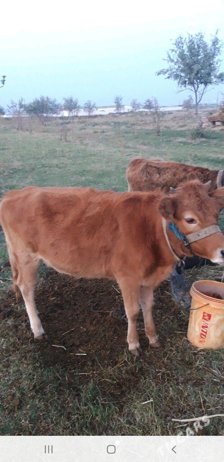 туве окузче - Änew - img 2