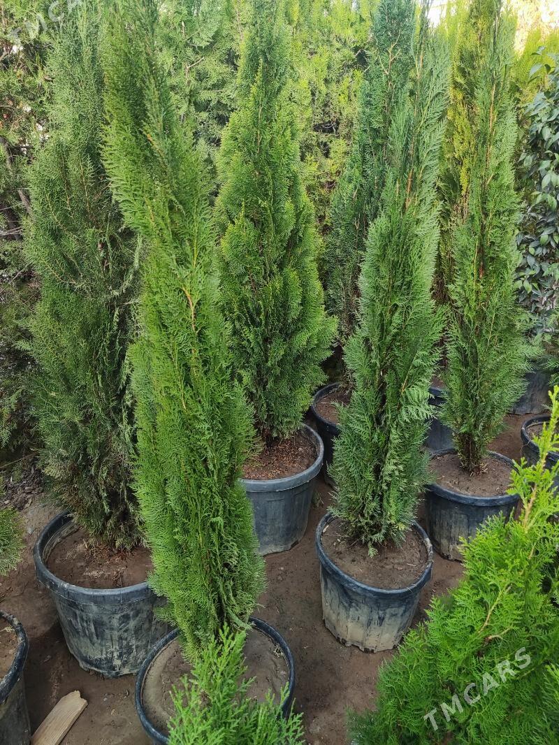 Tuya Yolka Ёлка - Ашхабад - img 1