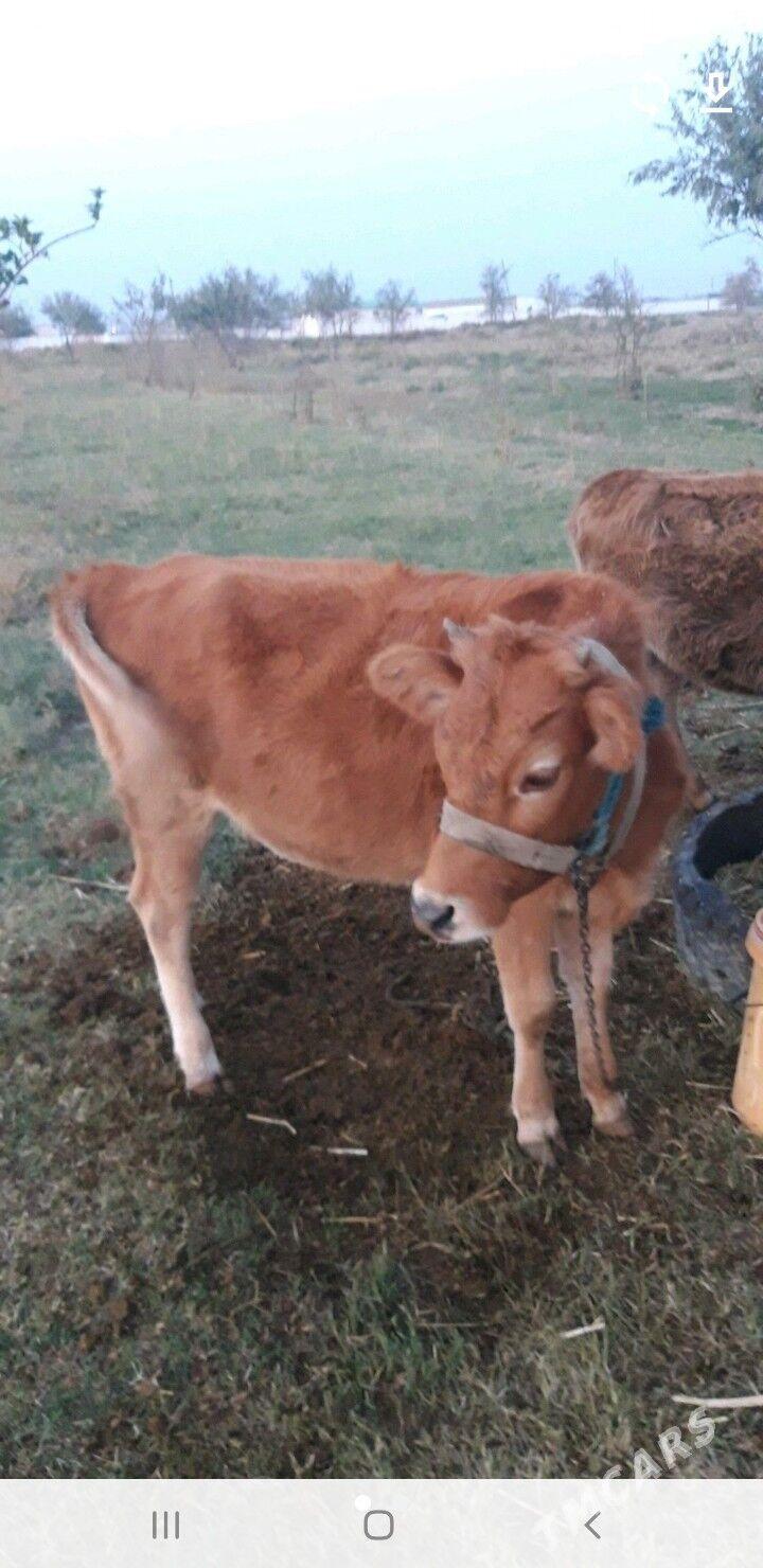 туве окузче - Änew - img 3