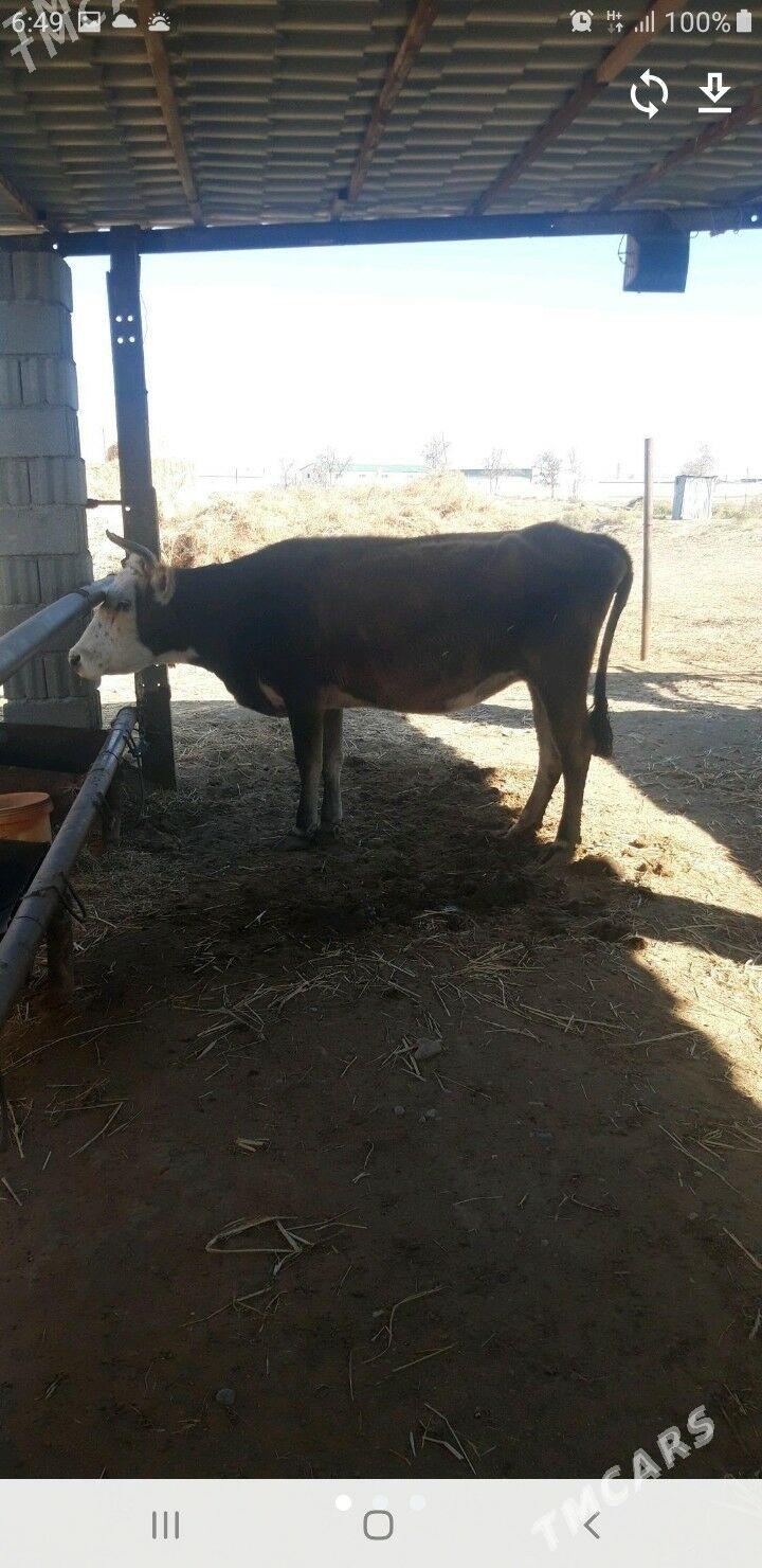 гысыр сыгыр - Анев - img 3