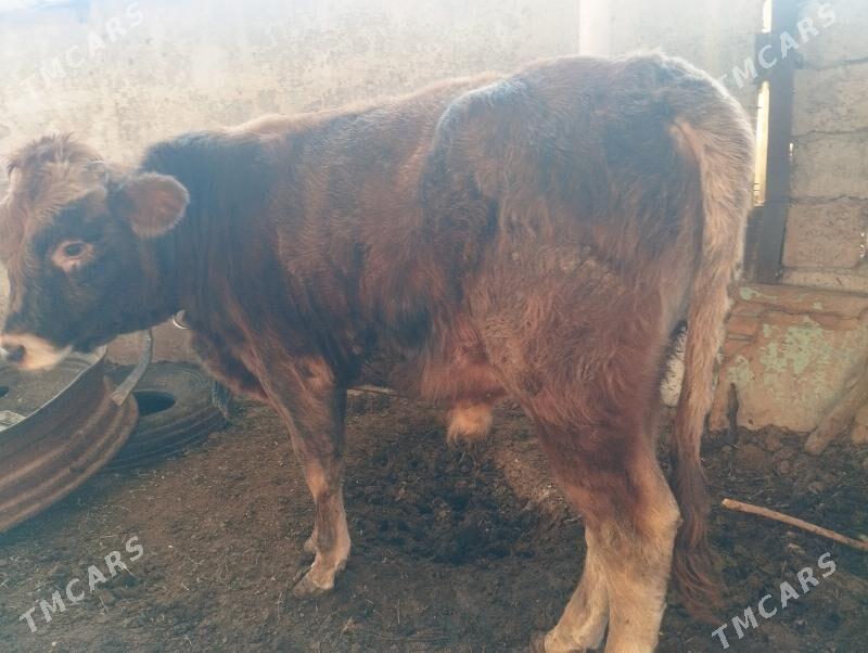 Öküz - Яшлык - img 2