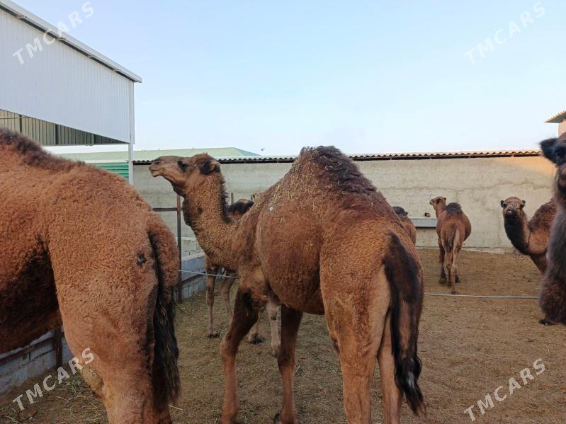 Düýe - Бахарден - img 4