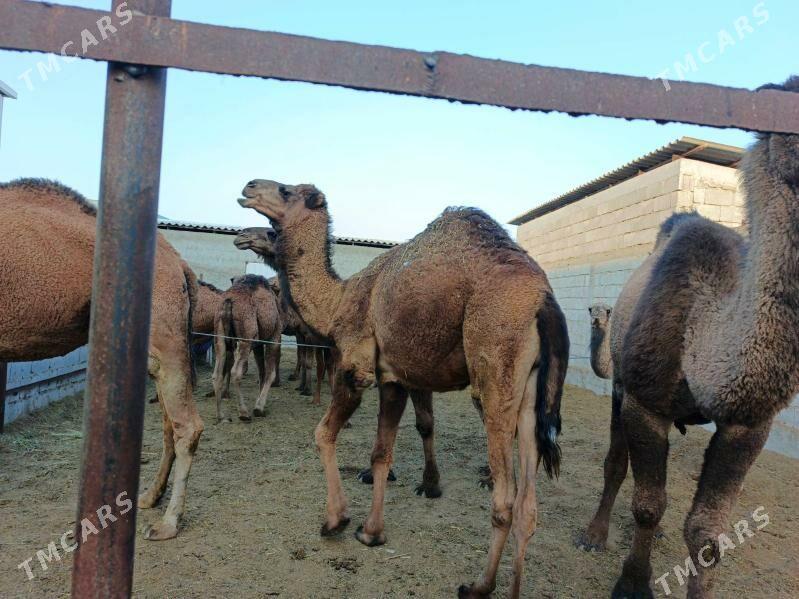 Düýe - Бахарден - img 3