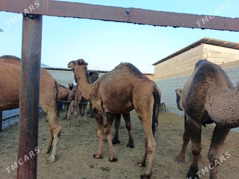 Düýe - Бахарден - img 2