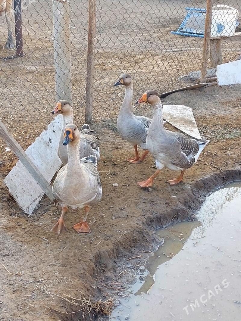 gus - Gökdepe - img 2