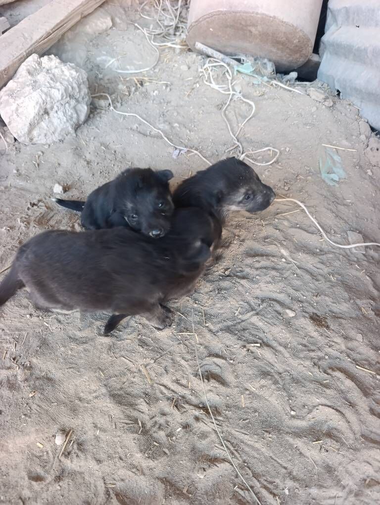 Awçarka - Халач - img 5