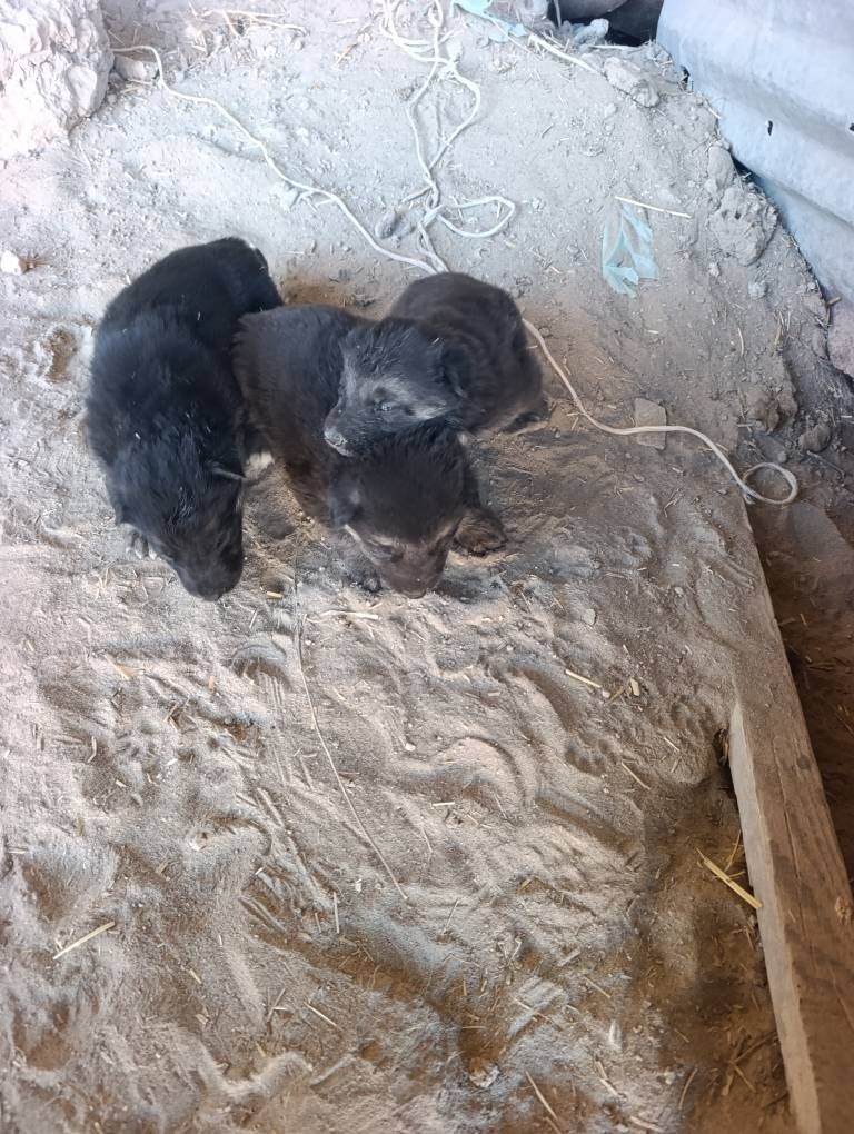 Awçarka - Халач - img 4