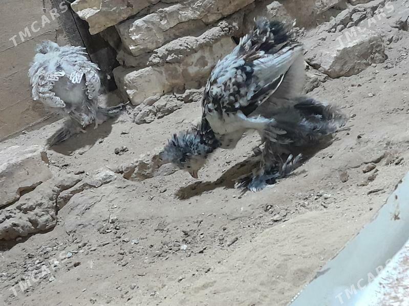 brama towuk jüýje - Murgap - img 3