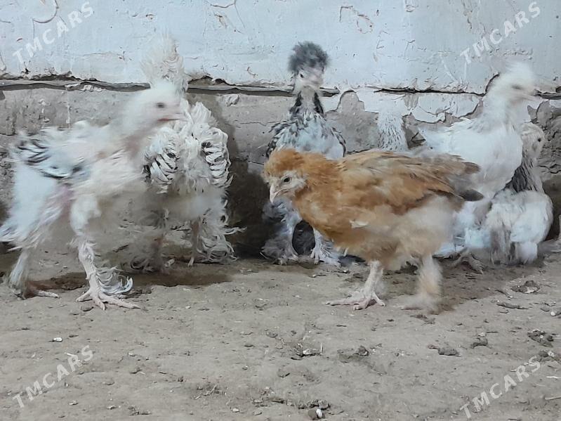 brama towuk jüýje - Murgap - img 5