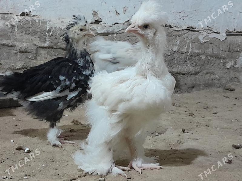 brama towuk jüýje - Murgap - img 4