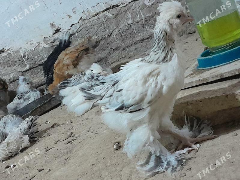 brama towuk jüýje - Murgap - img 2