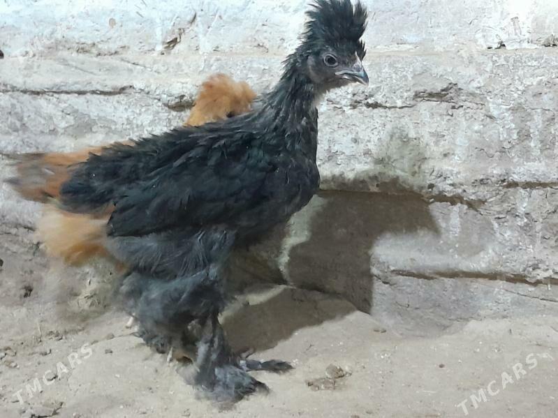 brama towuk jüýje - Murgap - img 1