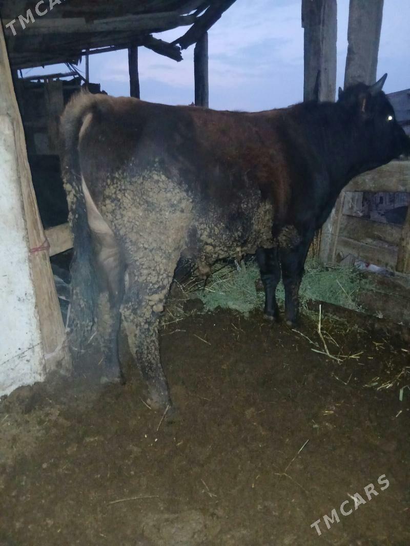 öküz - Türkmenbaşy - img 2