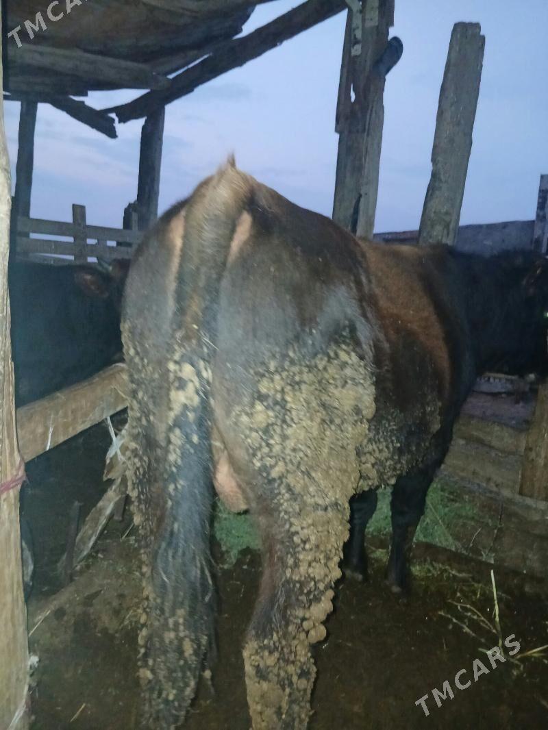 öküz - Türkmenbaşy - img 1