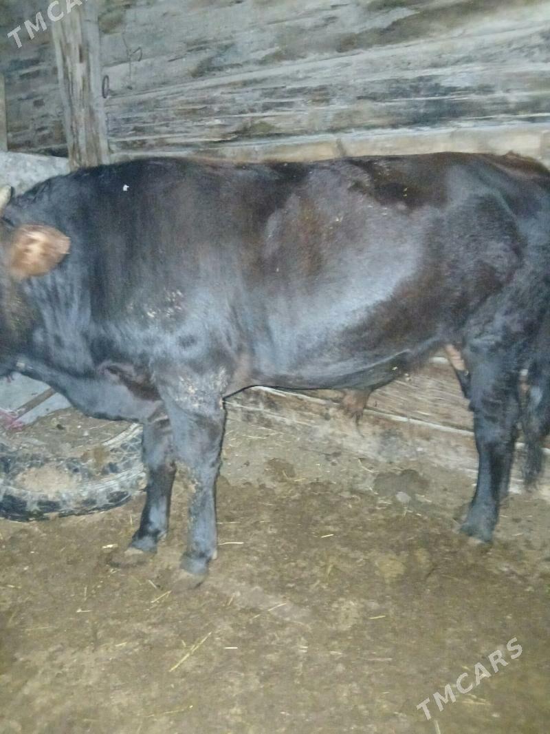 öküz - Türkmenbaşy - img 3