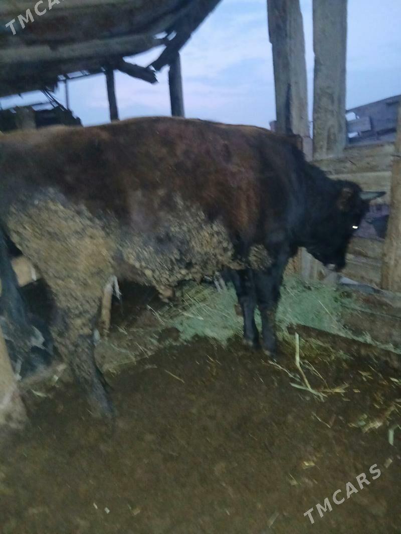 öküz - Türkmenbaşy - img 5