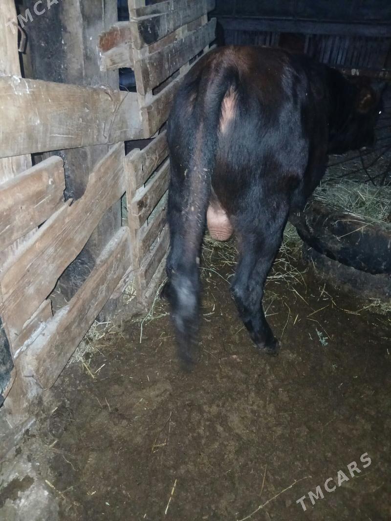 öküz - Türkmenbaşy - img 4