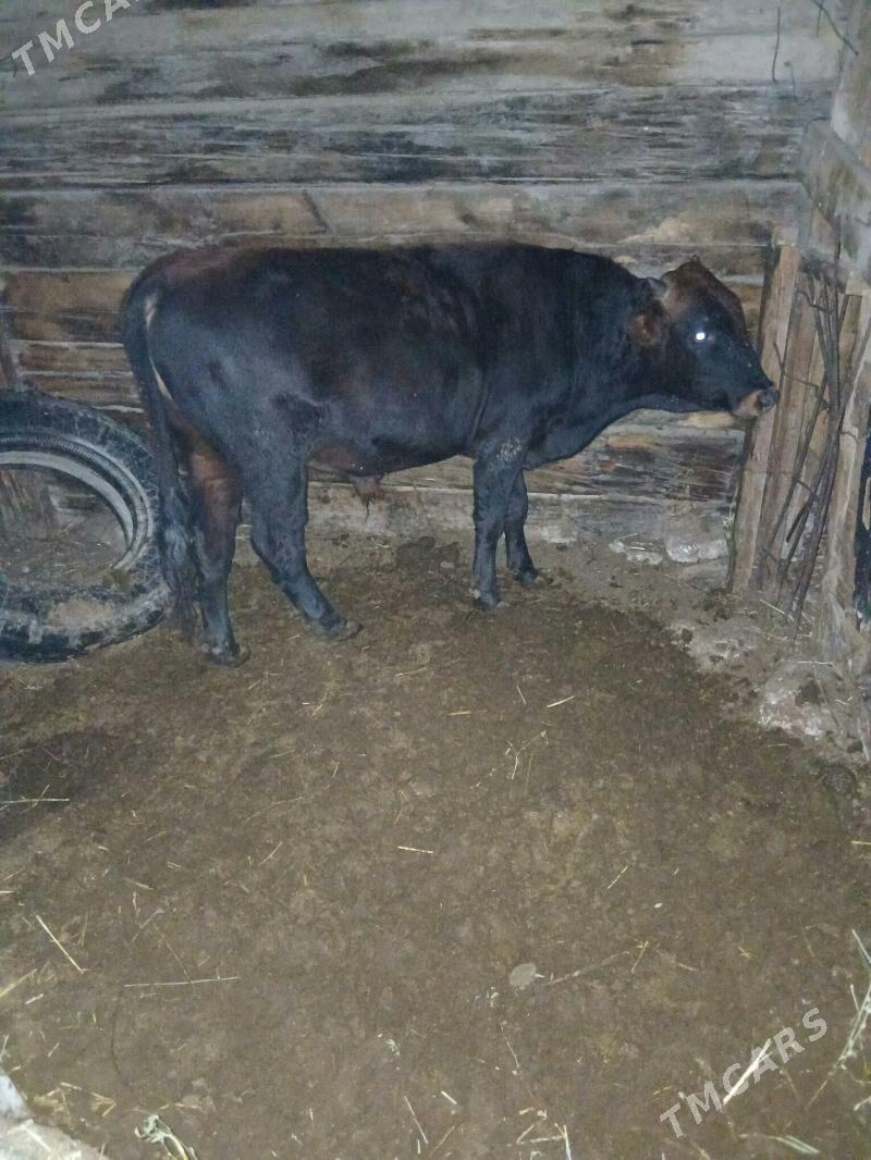 öküz - Türkmenbaşy - img 6