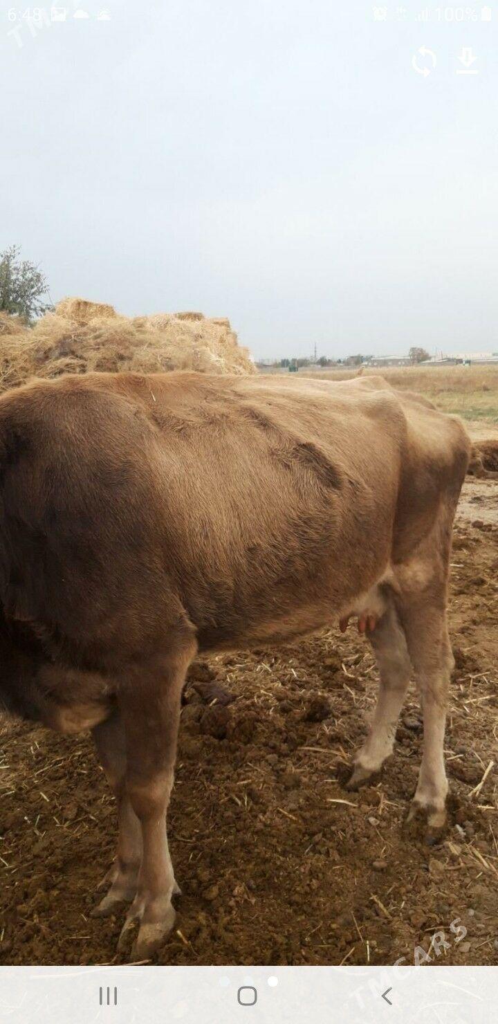 голели сыгыр - Änew - img 1